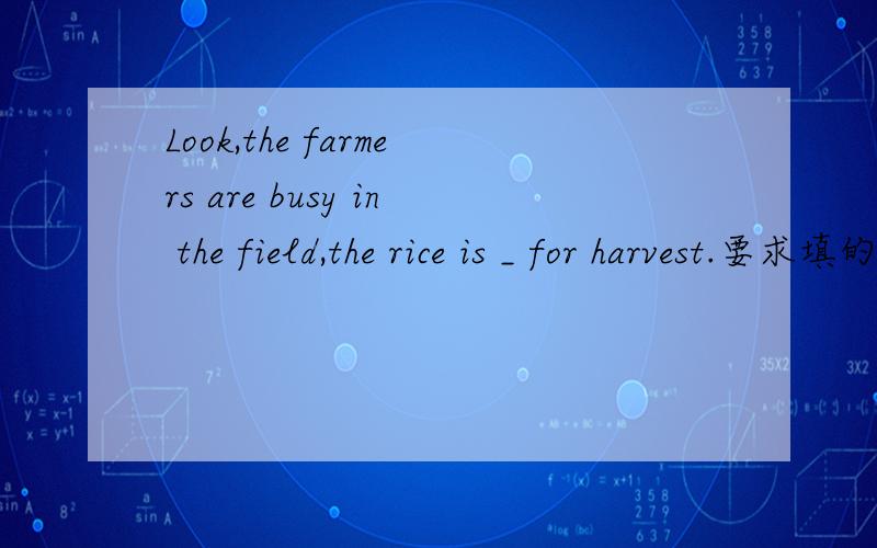 Look,the farmers are busy in the field,the rice is _ for harvest.要求填的单词第二个字母是i.第一要填四个字母，还有一个:Many studentwork hard ,they are _____ about the future.第二个字母是o 有七个字母