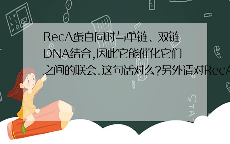 RecA蛋白同时与单链、双链DNA结合,因此它能催化它们之间的联会.这句话对么?另外请对RecA蛋白的作用做一个总结.