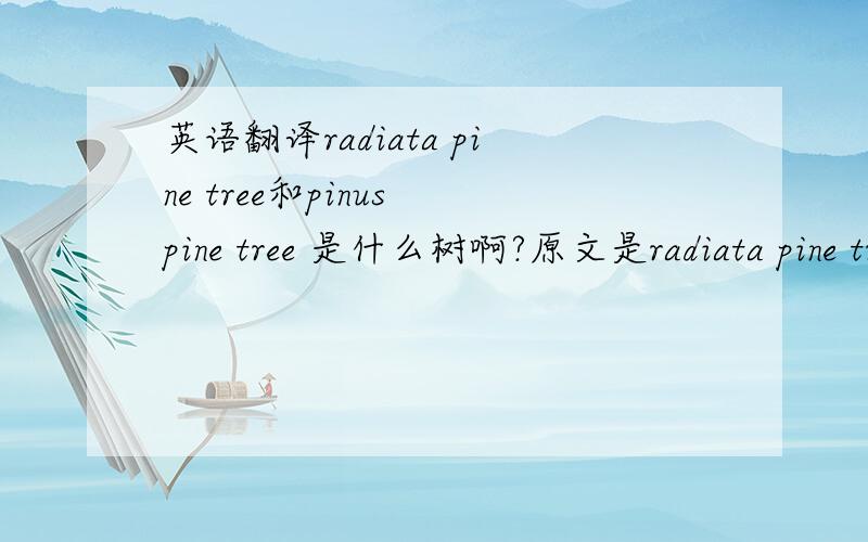 英语翻译radiata pine tree和pinus pine tree 是什么树啊?原文是radiata pine tree sawn timber 和 pinus pine tree sawn timber.
