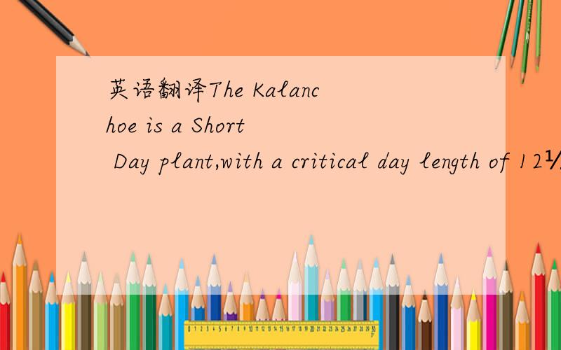 英语翻译The Kalanchoe is a Short Day plant,with a critical day length of 12½ hours.