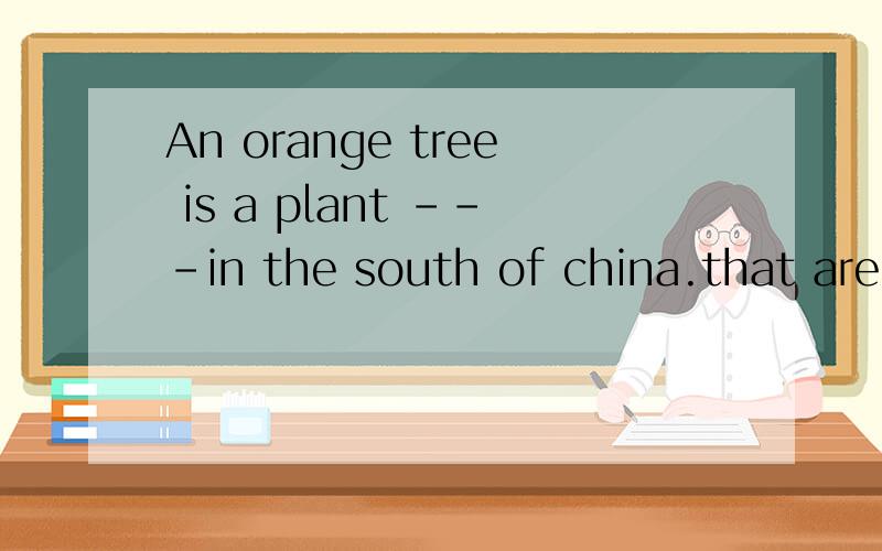 An orange tree is a plant ---in the south of china.that are planted / which is planted 解析,